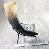 1 Polished Cow Horn With Stand #4455    Natural Colored