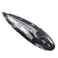 1 Large Orthoceras Fossil  #5146