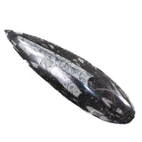 1 Large Orthoceras Fossil  #5146