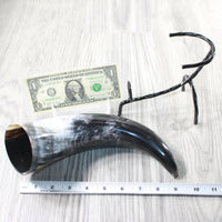 1 Polished Cow Horn With Stand #5655    Natural Colored