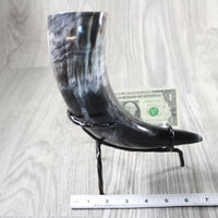 1 Polished Cow Horn With Stand #5655    Natural Colored