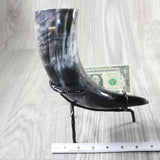 1 Polished Cow Horn With Stand #5655    Natural Colored