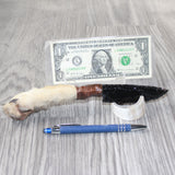 Coyote Foot Handle Obsidian Blade Ornamental Knife #9164  Mountain Man Knife