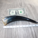 1 Polished Cow Horn #1164    Natural Colored