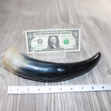 1 Polished Cow Horn #1164    Natural Colored