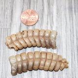 2 Very Large Rattlesnake Rattles  #6264    Taxidermy Diamondback Sidewinder