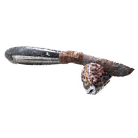 Orthoceras Fossil Handle Stone Blade Ornamental Knife # 8855   Mountain Man Knife