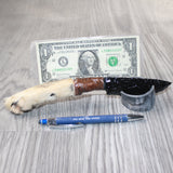 Coyote Foot Handle Obsidian Blade Ornamental Knife #7364  Mountain Man Knife