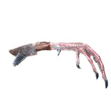 Turkey Foot Handle Stone Blade Ornamental Knife #7364    Mountain Man Knife
