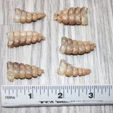 6 Small Rattlesnake Rattles  #6464    Taxidermy Diamondback Sidewinder