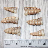 6 Small Rattlesnake Rattles  #6464    Taxidermy Diamondback Sidewinder