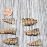6 Small Rattlesnake Rattles  #6464    Taxidermy Diamondback Sidewinder