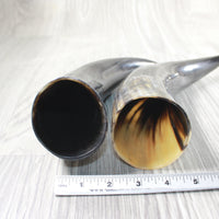 2 Polished Cow Horns #1156    Natural colored