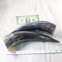 2 Polished Cow Horns #1156    Natural colored