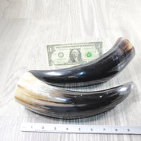 2 Polished Cow Horns #1156    Natural colored