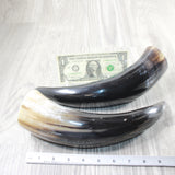 2 Polished Cow Horns #1156    Natural colored