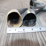4 Small Raw Unfinished Cow Horns #0964   Natural Colored
