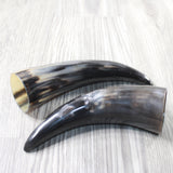 2 Small Polished Cow Horns #9456    Natural colored