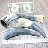 4 Small Raw Unfinished Cow Horns #0964   Natural Colored