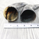 2 Small Polished Cow Horns #9456    Natural colored