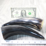 2 Small Polished Cow Horns #9456    Natural colored