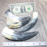 4 Small Raw Unfinished Cow Horns #0964   Natural Colored
