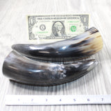2 Small Polished Cow Horns #9456    Natural colored