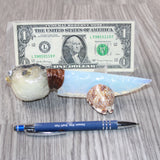 Parrot Puffer Fish Handle Opalite Blade Ornamental Knife #6064     Mountain Man Knife