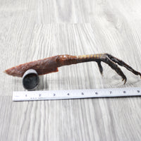 Turkey Foot Handle Stone Blade Ornamental Knife #7656    Mountain Man Knife