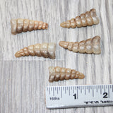 5 Small  Rattlesnake Rattles  #5164    Taxidermy Diamondback Sidewinder