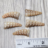 5 Small  Rattlesnake Rattles  #5164    Taxidermy Diamondback Sidewinder