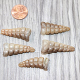 5 Small  Rattlesnake Rattles  #5164    Taxidermy Diamondback Sidewinder