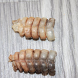 2 Small Rattlesnake Rattles  #4264    Taxidermy Diamondback Sidewinder