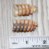 2 Small Rattlesnake Rattles  #4264    Taxidermy Diamondback Sidewinder