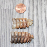 2 Small Rattlesnake Rattles  #4264    Taxidermy Diamondback Sidewinder