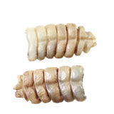 2 Small Rattlesnake Rattles  #3056    Taxidermy Diamondback Sidewinder