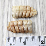 2 Small Rattlesnake Rattles  #3056    Taxidermy Diamondback Sidewinder