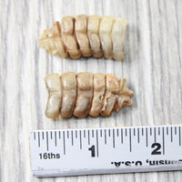 2 Small Rattlesnake Rattles  #3056    Taxidermy Diamondback Sidewinder
