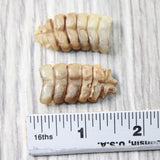 2 Small Rattlesnake Rattles  #3056    Taxidermy Diamondback Sidewinder
