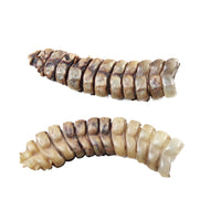 2 Extra Large Rattlesnake Rattles  #7756    Taxidermy Diamondback Sidewinder