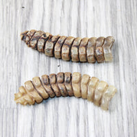2 Extra Large Rattlesnake Rattles  #7756    Taxidermy Diamondback Sidewinder
