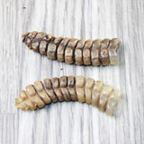 2 Extra Large Rattlesnake Rattles  #7756    Taxidermy Diamondback Sidewinder