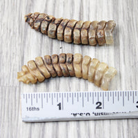 2 Extra Large Rattlesnake Rattles  #7756    Taxidermy Diamondback Sidewinder