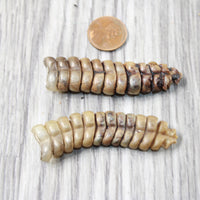 2 Extra Large Rattlesnake Rattles  #7756    Taxidermy Diamondback Sidewinder