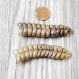 2 Extra Large Rattlesnake Rattles  #7756    Taxidermy Diamondback Sidewinder