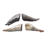 4 Small Polished Goat Horns #3956      Natural Colored