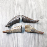 4 Small Polished Goat Horns #3956      Natural Colored