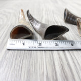 4 Small Polished Goat Horns #3956      Natural Colored