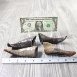 4 Small Polished Goat Horns #3956      Natural Colored
