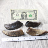 4 Small Polished Goat Horns #3956      Natural Colored